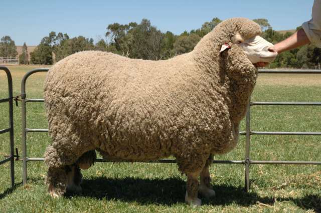 This is a polled Merino Ram 