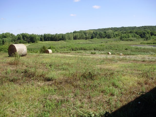 First Hay Crop 